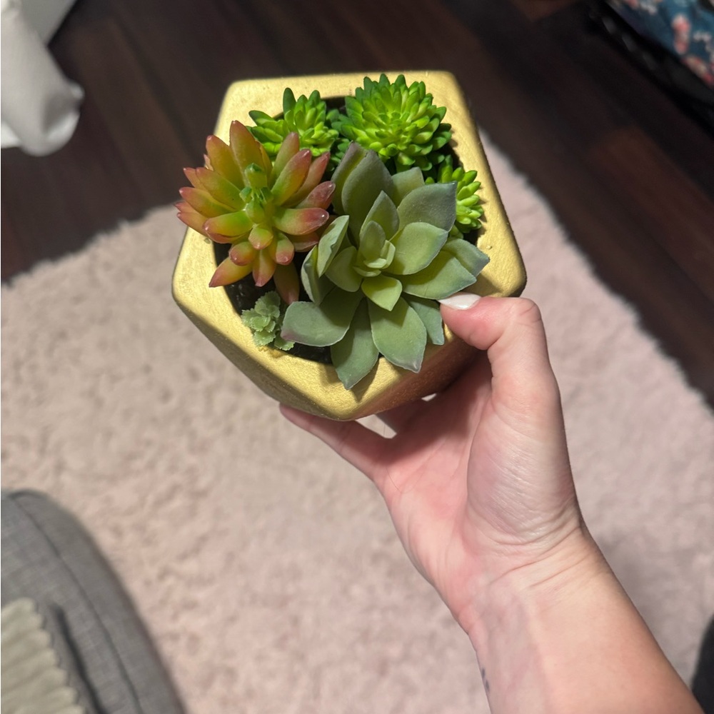 Gold Planter with Green Succulents